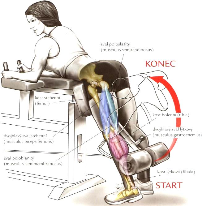 hamstring 11